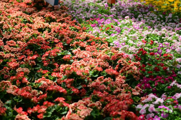 Comment résoudre un problème carburateur sur tondeuse facilement