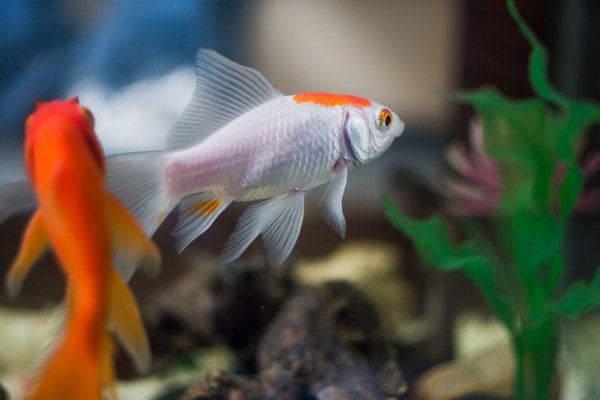 Elevage de carpes koi dans un aquarium : quels sont ses besoins ?