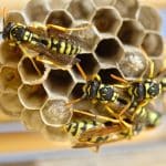 Quels sont les secrets des experts en destruction de nids de frelon ?